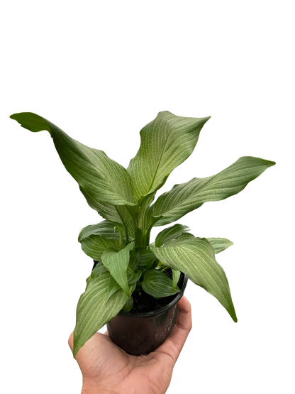 Peace Lily Platinum Mist