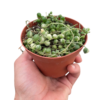 Succulent 'String of Pearls' Variegated