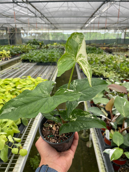 Syngonium 'Albo Variegata'