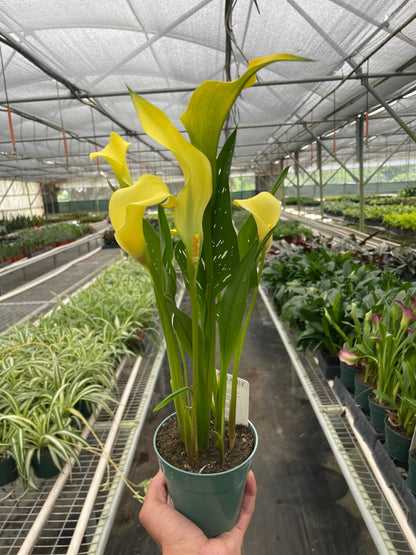 Calla Lily