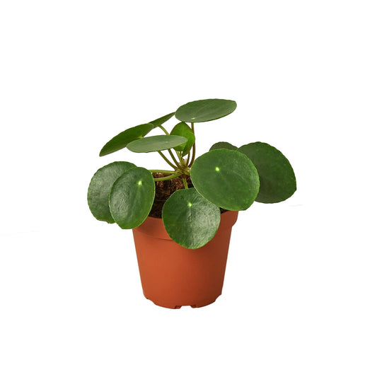 Pilea Peperomioides 'Chinese Money Plant' 4"