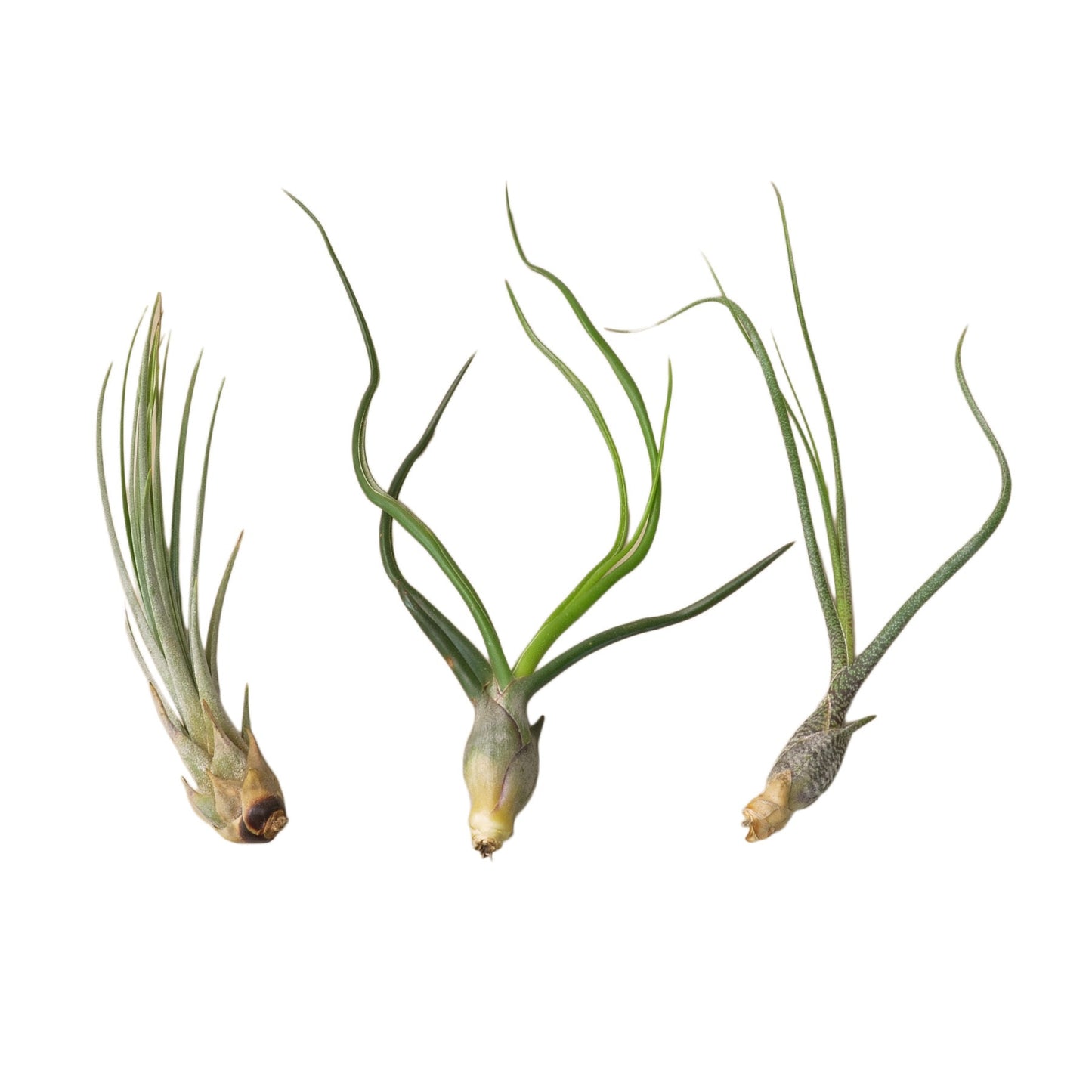 Tillandsia Air Plant Variety Pack