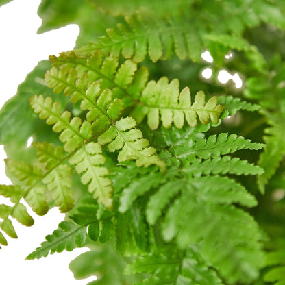 Close up view of Autumn Fern Leaves