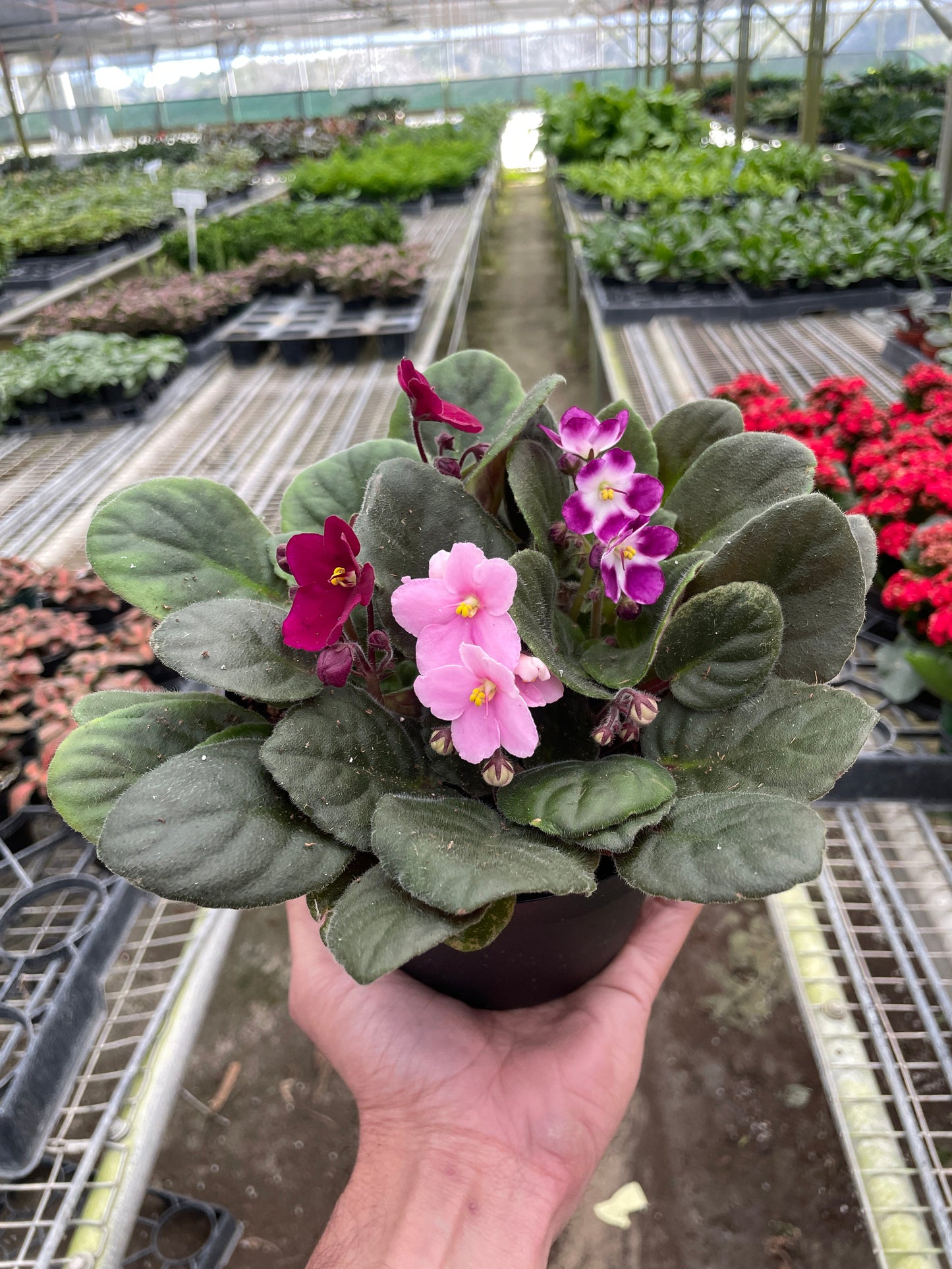 Pink African Violet