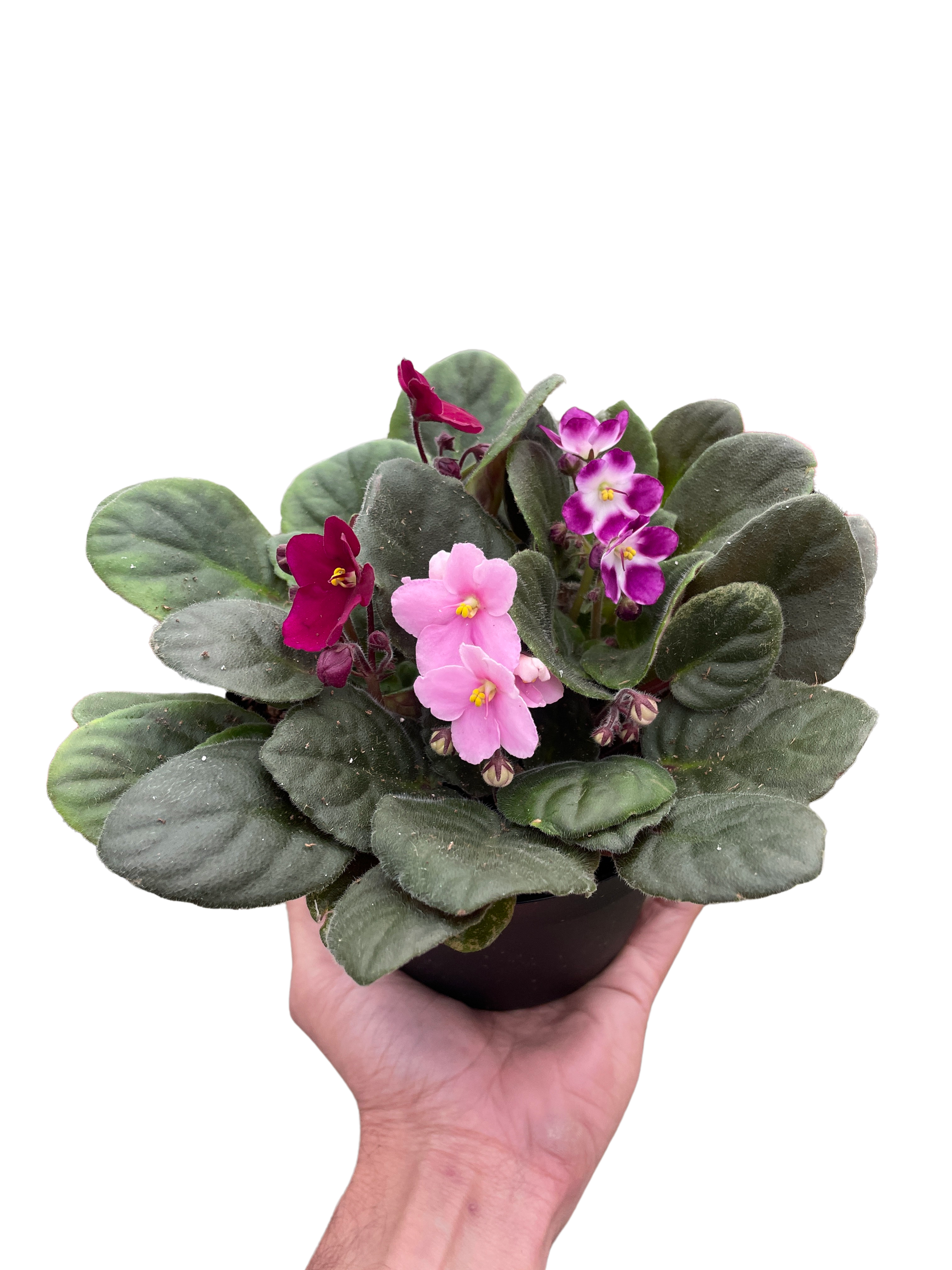 Pink African Violets