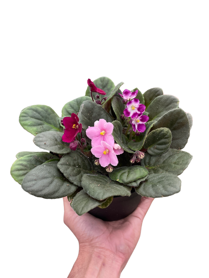 Pink African Violets