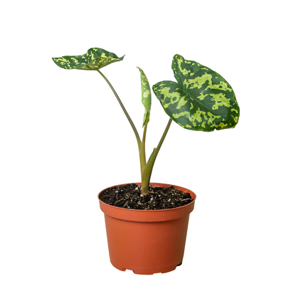 Alocasia Hilo Beauty 'Speckled Elephant Ear'