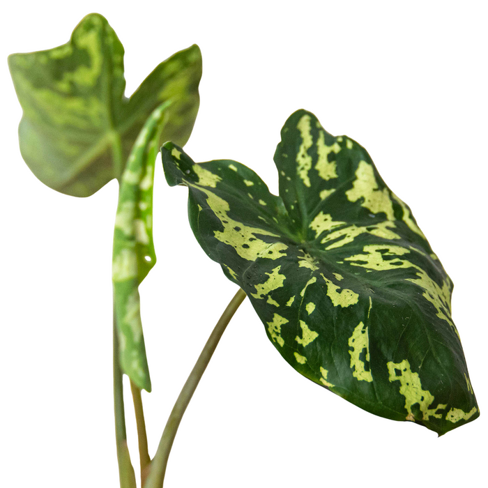 Speckled Elephant Ear