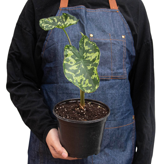 Alocasia Hilo Beauty 'Speckled Elephant Ear' 6"