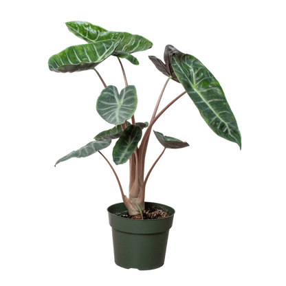 An Alocasia Pink Dragon in a 6 inch nursery pot for sale. 