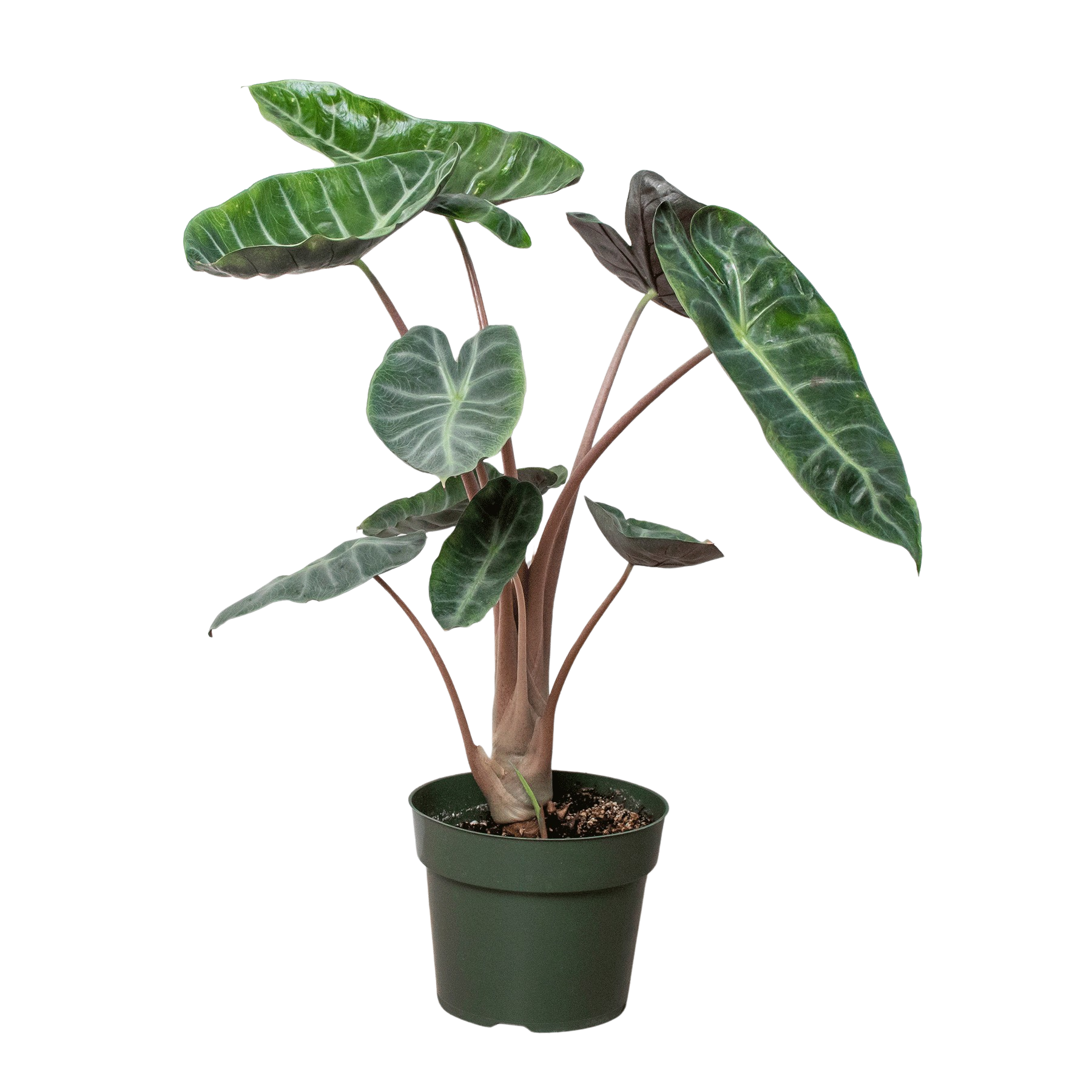 Beautiful Alocasia Pink Dragon in a 6 inch nursery pot. 