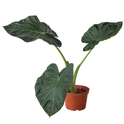 Alocasia Regal Shields