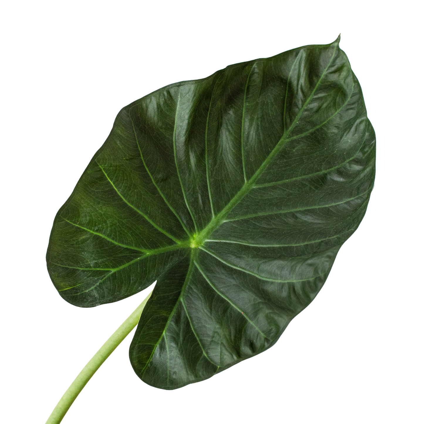 Alocasia Regal Shields Leaf