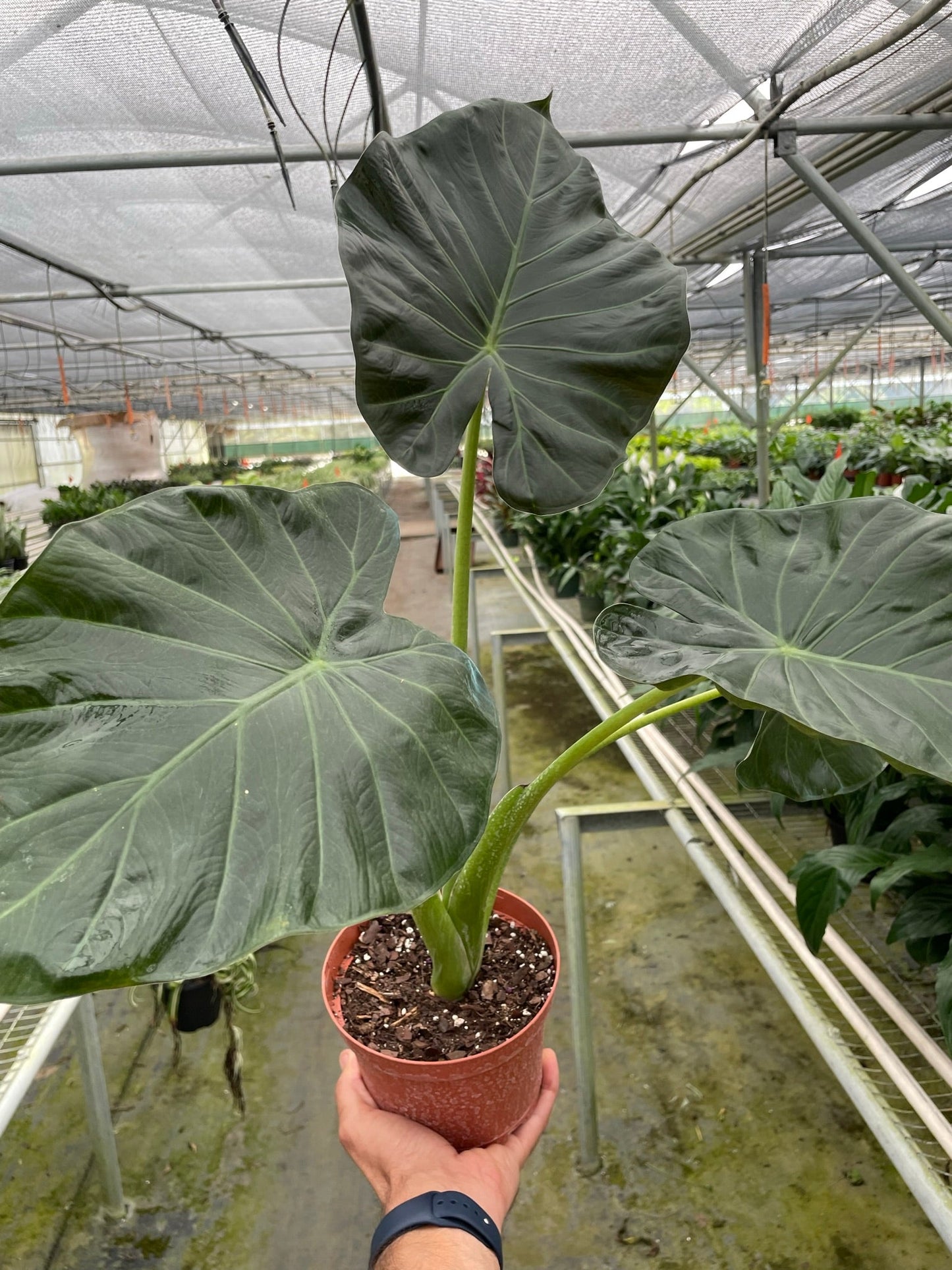 Alocasia Regal Shields