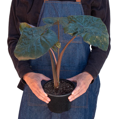 Alocasia Serendipity