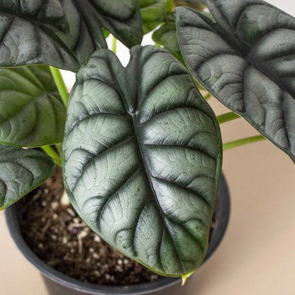 Alocasia  baginda in a 6 inch nursery pot. Silvery leaves with dark veins.  Compact Plant. 