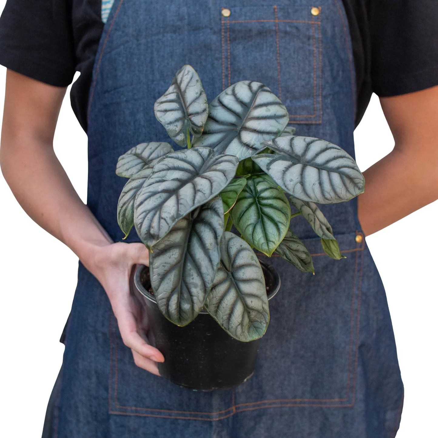 Alocasia  baginda in a 6 inch nursery pot. Silvery leaves with dark veins.  Compact Plant. 