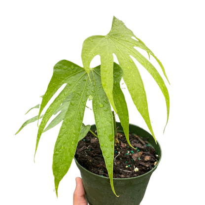 Anthurium pedatoradiatum AKA Anthurium Fingers in a 6 inch pot. Long finger like leaves reaching downward. 