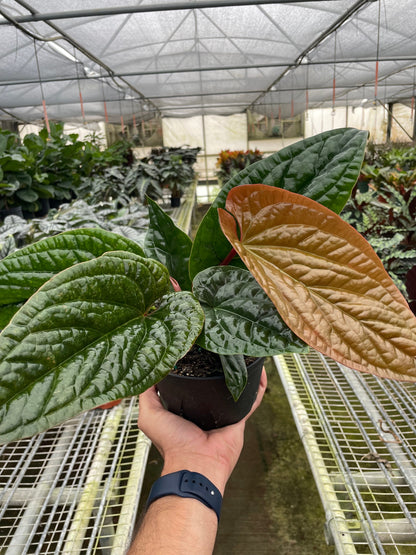 Anthurium Radicans x Lucurians Hybrid