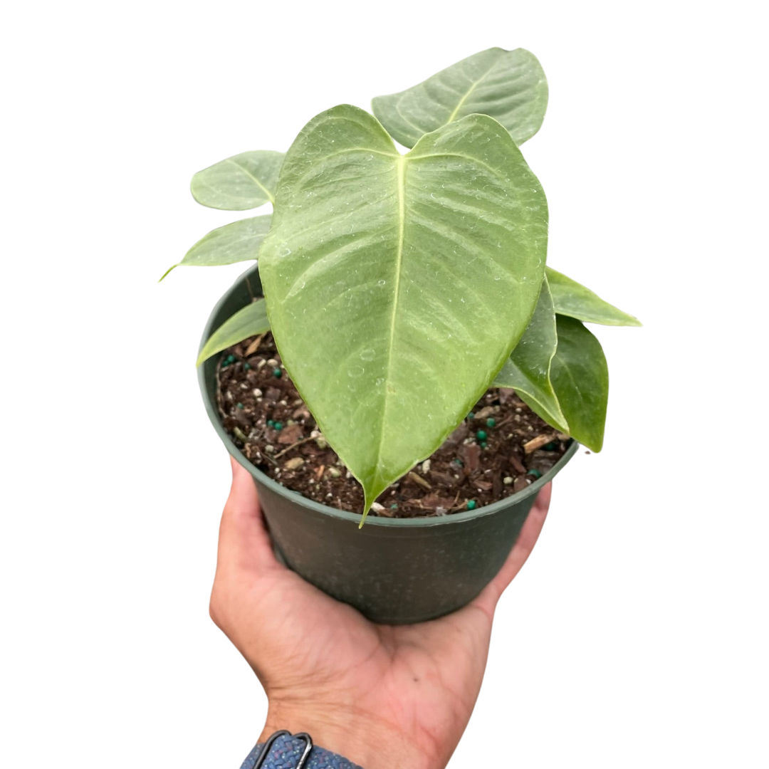 Baby Anthurium Veitchii in a 4 inch pot