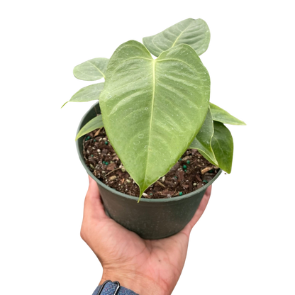 Baby Anthurium Veitchii in a 4 inch pot