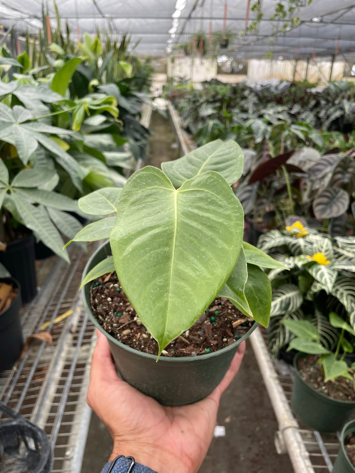 King of Anthuriums, Anthurium Veitchii