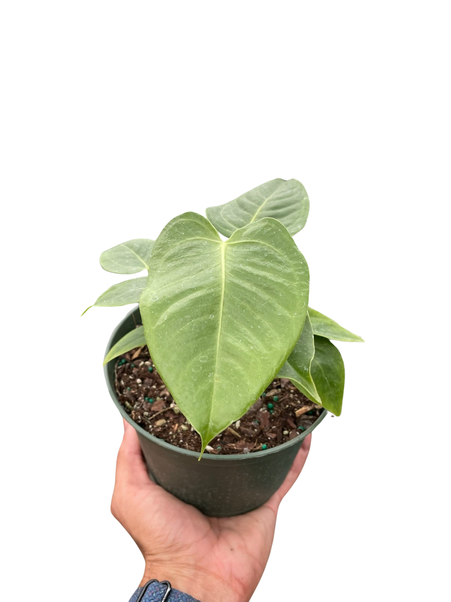 Anthurium Veitchii