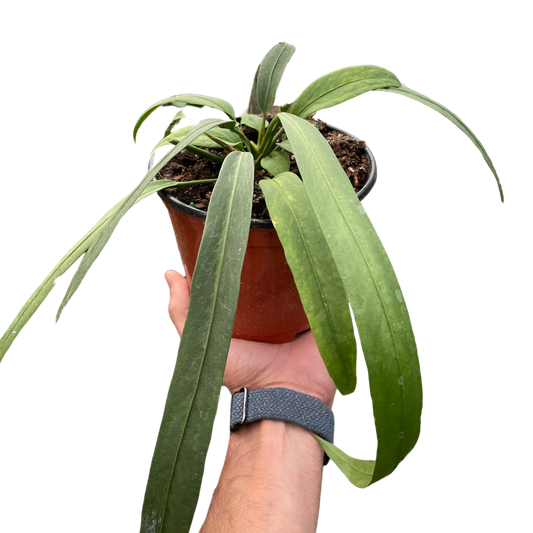 Anthurium Vittarifolium AKA Flamingo Lily in a 6 inch nursery pot. 