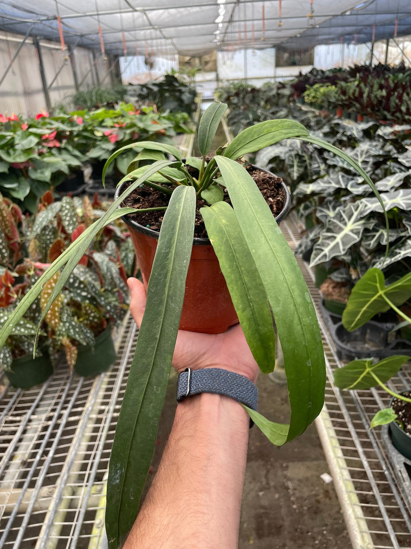 Anthurium Vittarifolium AKA Flamingo Lily