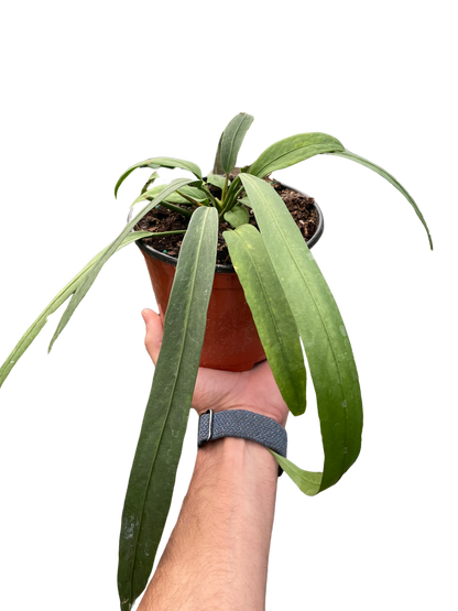 Anthurium Vittarifolium