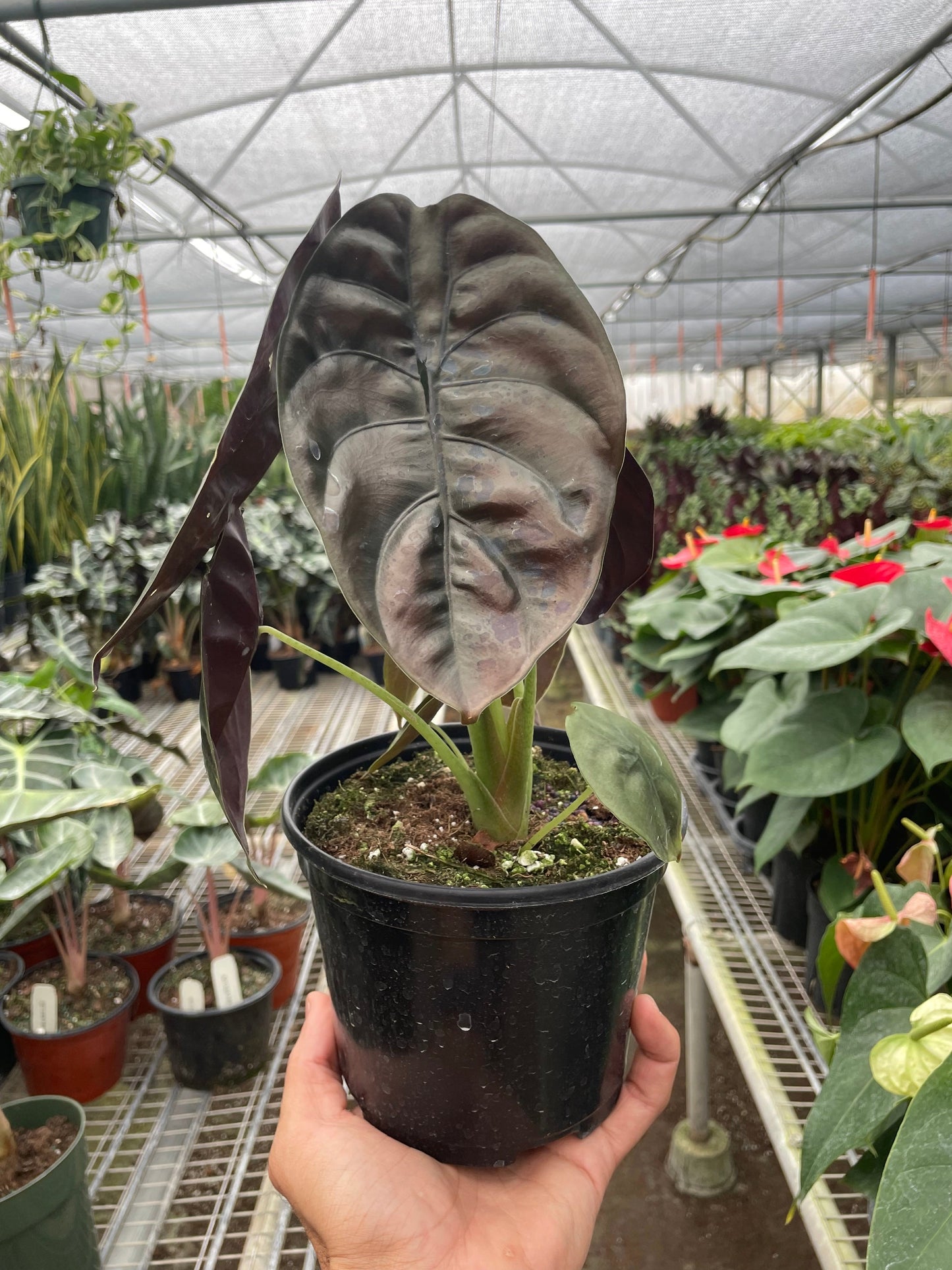 Alocasia cuprea