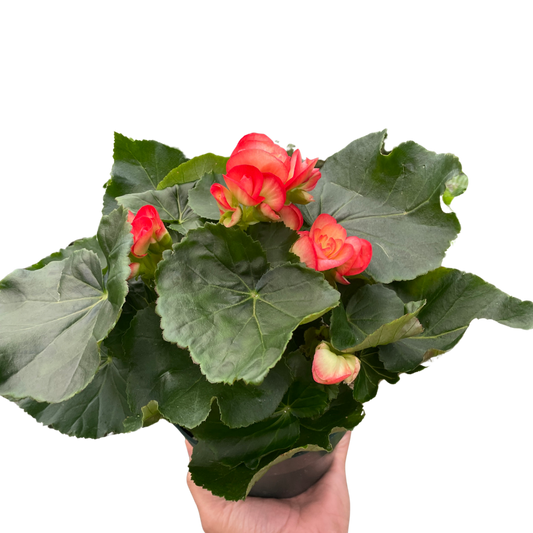 Angel Wing Begonia AKA Rieger Begonia in a 6 inch nursery pot. 