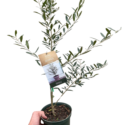 Live Olive Tree AKA Olea europaea in 6 inch pot