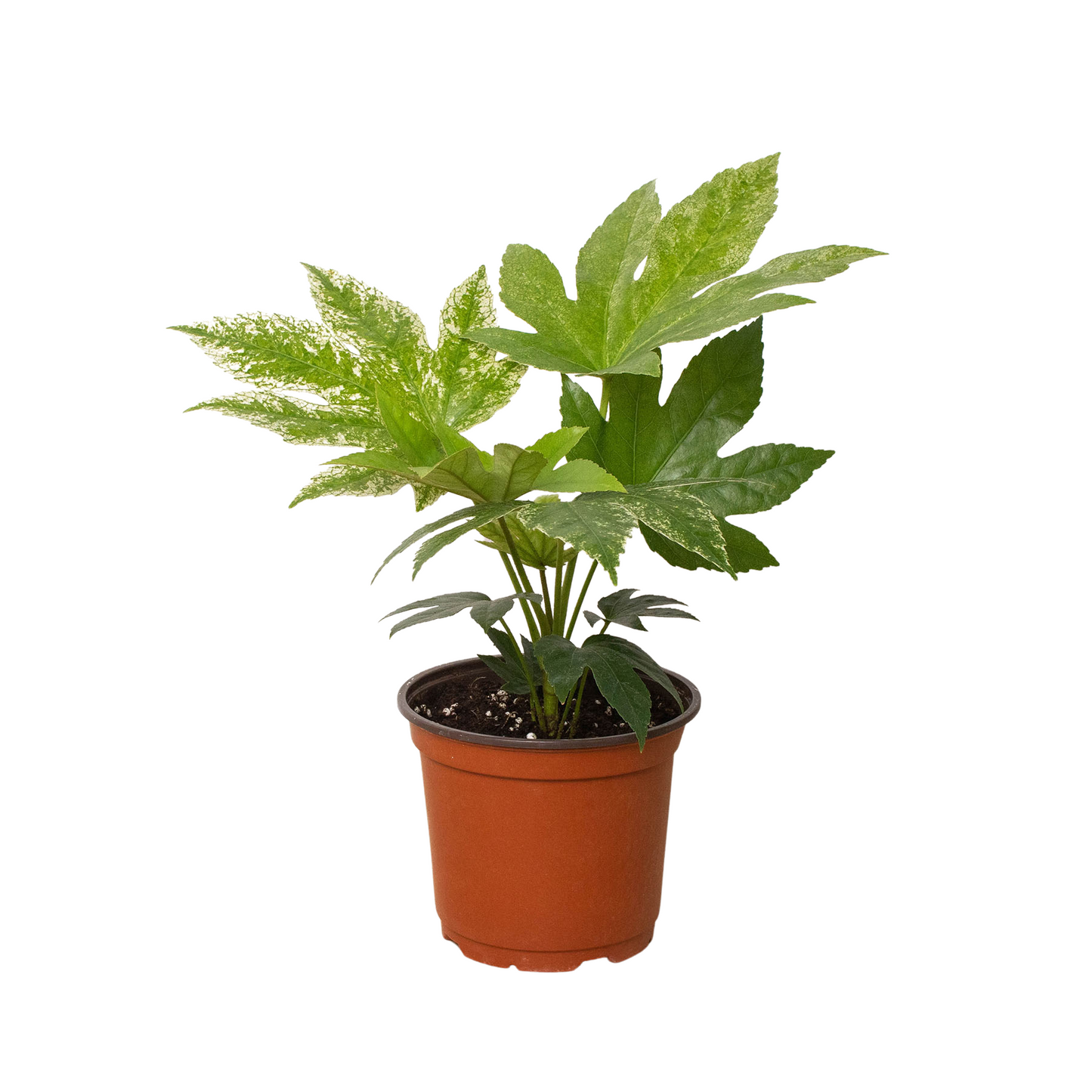 Japanese Aralia AKA Fatsia Japonica in 6 inch pot