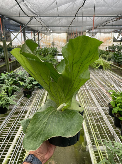 Elephant Ear Staghorn Fern