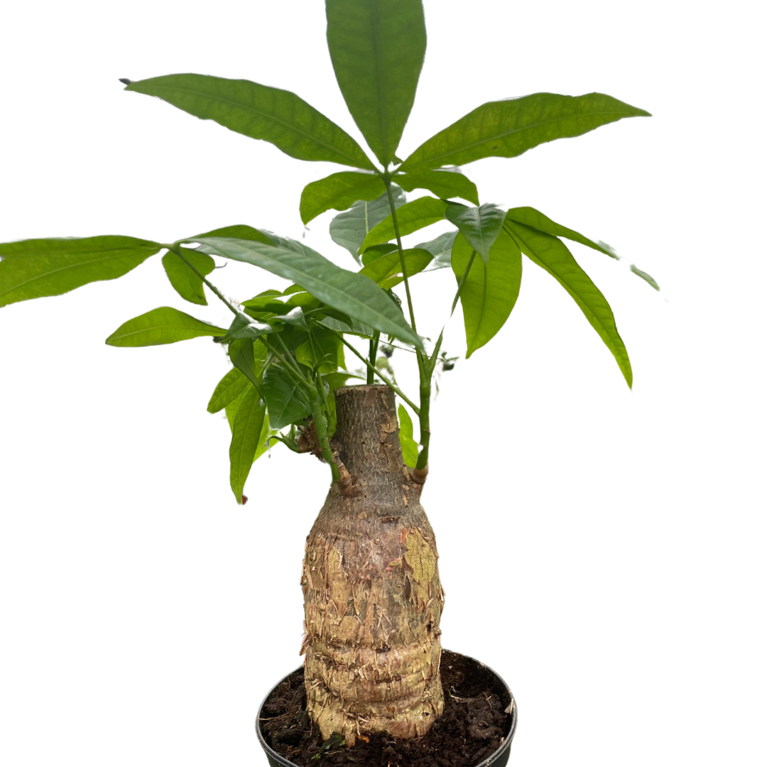money trees tempo Money Tree Stump: A Unique Twist on the Classic Money Tree