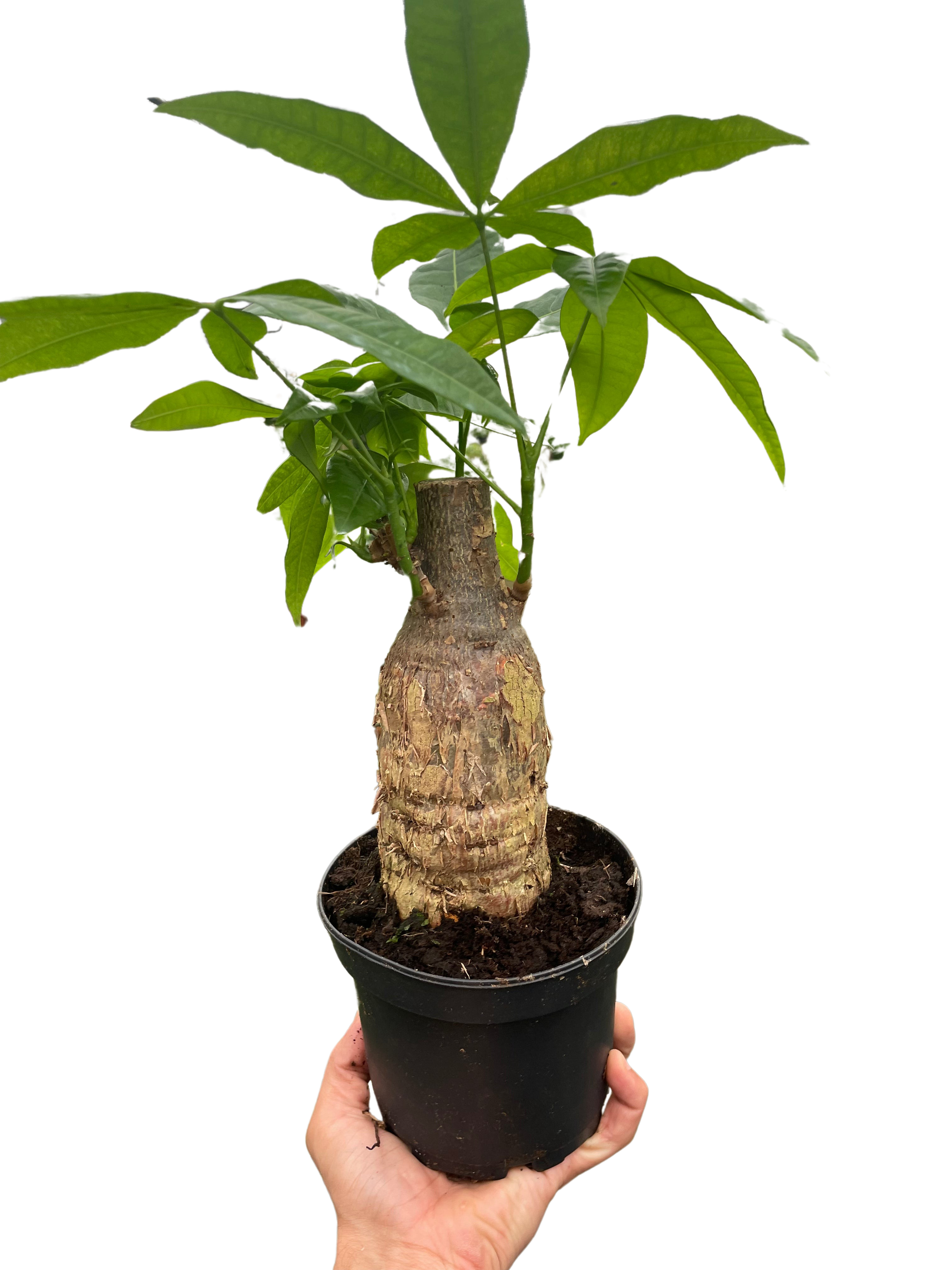 money trees drums Money Tree Stump: A Unique Twist on the Classic Money Tree