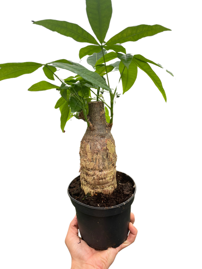 greenwood money tree Money Tree Stump: A Unique Twist on the Classic Money Tree