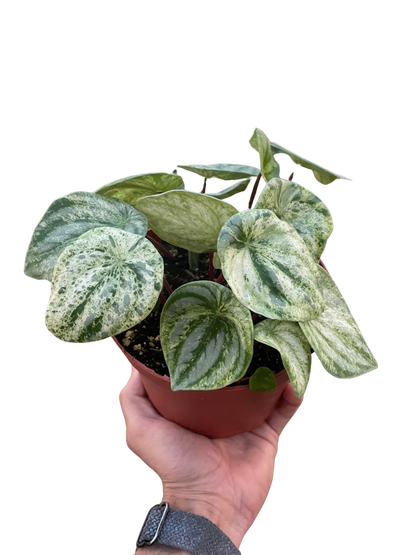 Peperomia 'Watermelon Variegated'