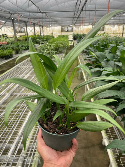 Pothos 'Silver Streak'