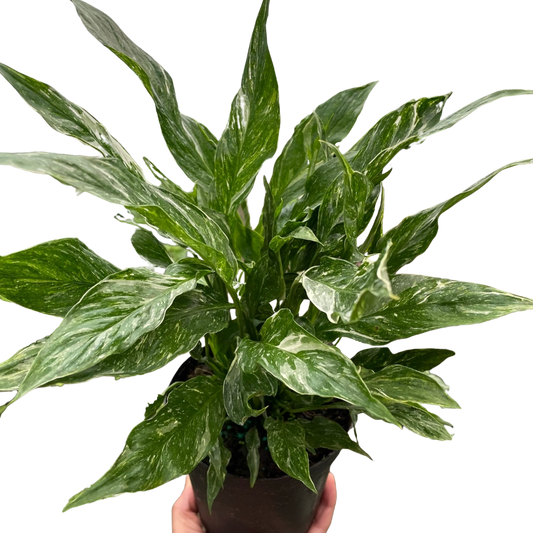 Variegated Spathiphyllum Domino Peace Lily 6"