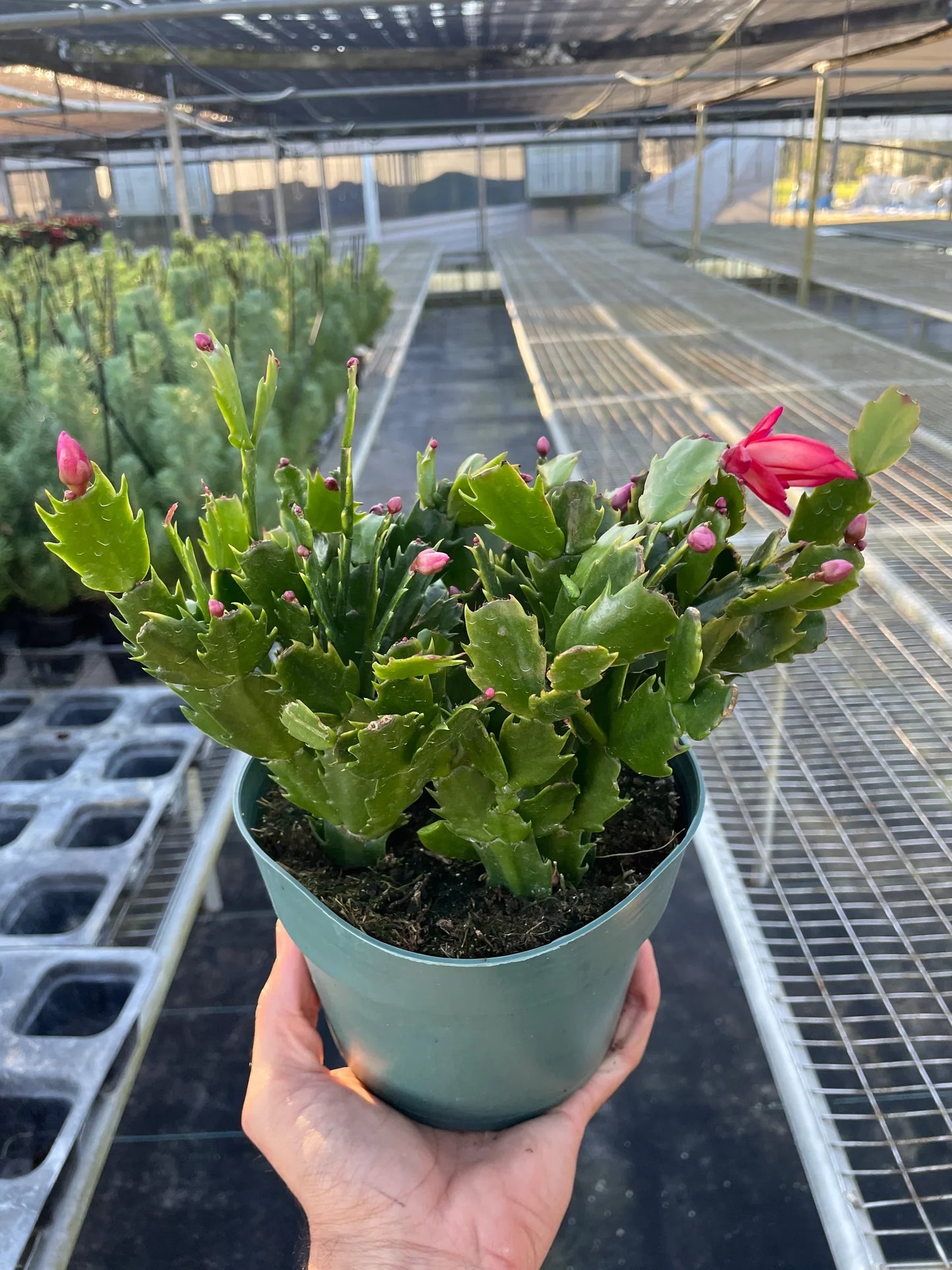 Zygocactus Thanksgiving Cactus