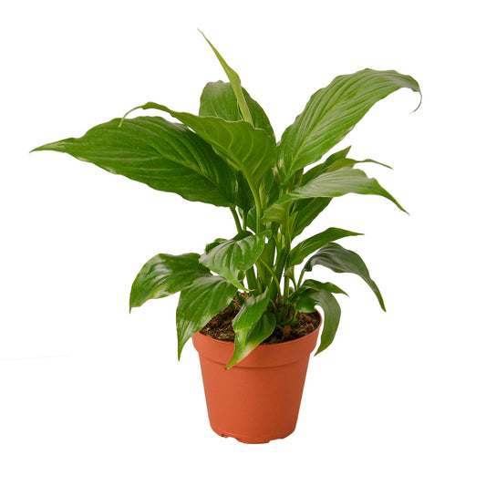 Spathiphyllum 'Peace Lily' 4"