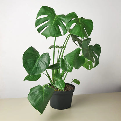 Monstera Split-Leaf Deliciosa