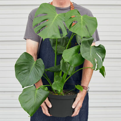 Monstera Split-Leaf Deliciosa