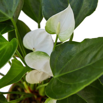 Anthurium Andraeanum White Blooms