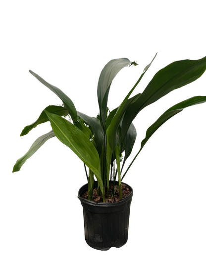 Aspidistra Elatior