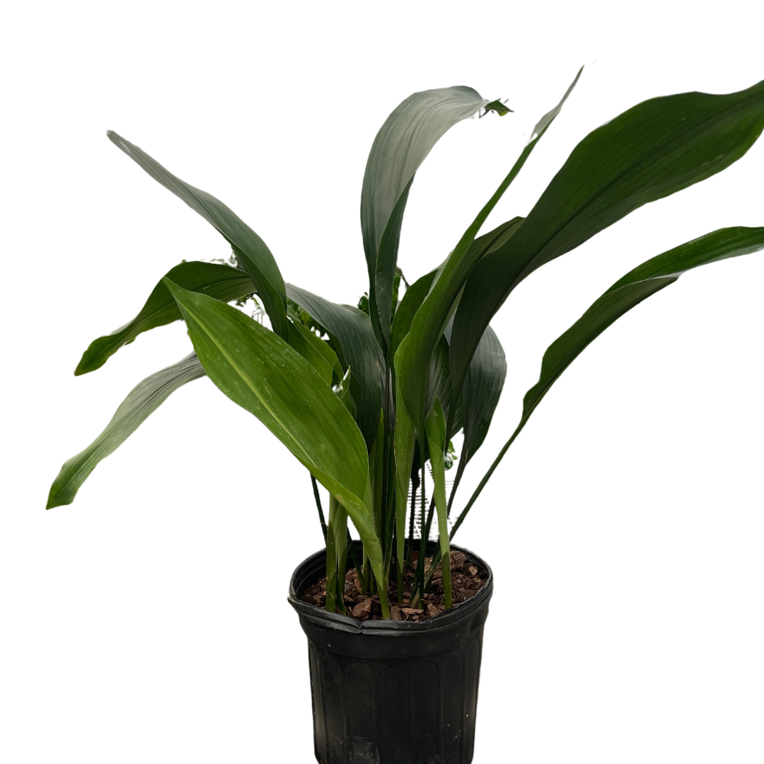 cast iron plant clean air Cast Iron Plant: Lush Leaves and Pet-Safe Air Purification