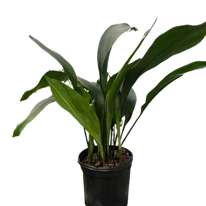 Cast Iron Plant in 8" Nursery Pot