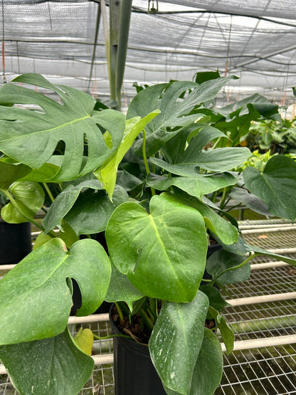 Monstera Split-Leaf Deliciosa